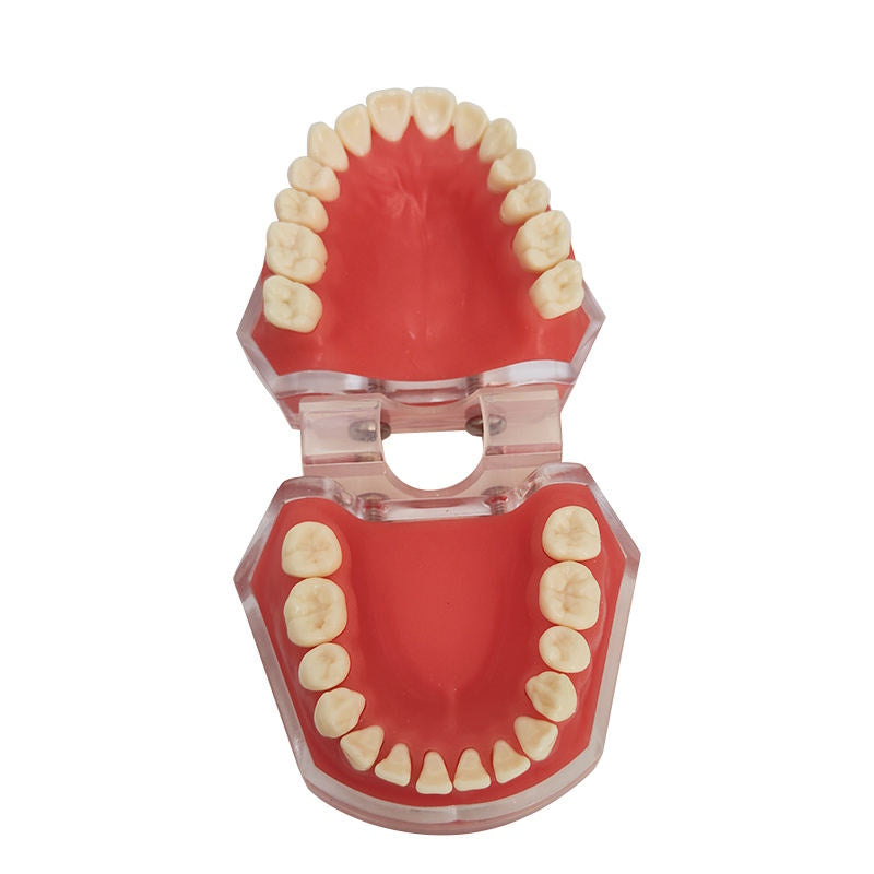 2025 Economical Standard Removable Teeth Model