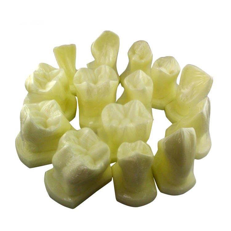 14pcs/set 6 Times Natural Size Teeth Form Model