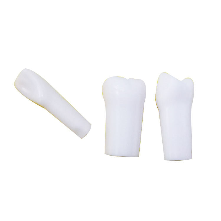 32 PCS 1: 1 Single Taproot Permanent Teeth Grain Tablets Simulation Teeth Model Tooth Cavity