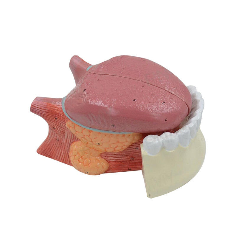 2.5Times Pink Plastic Tongue Model for Medical Teaching