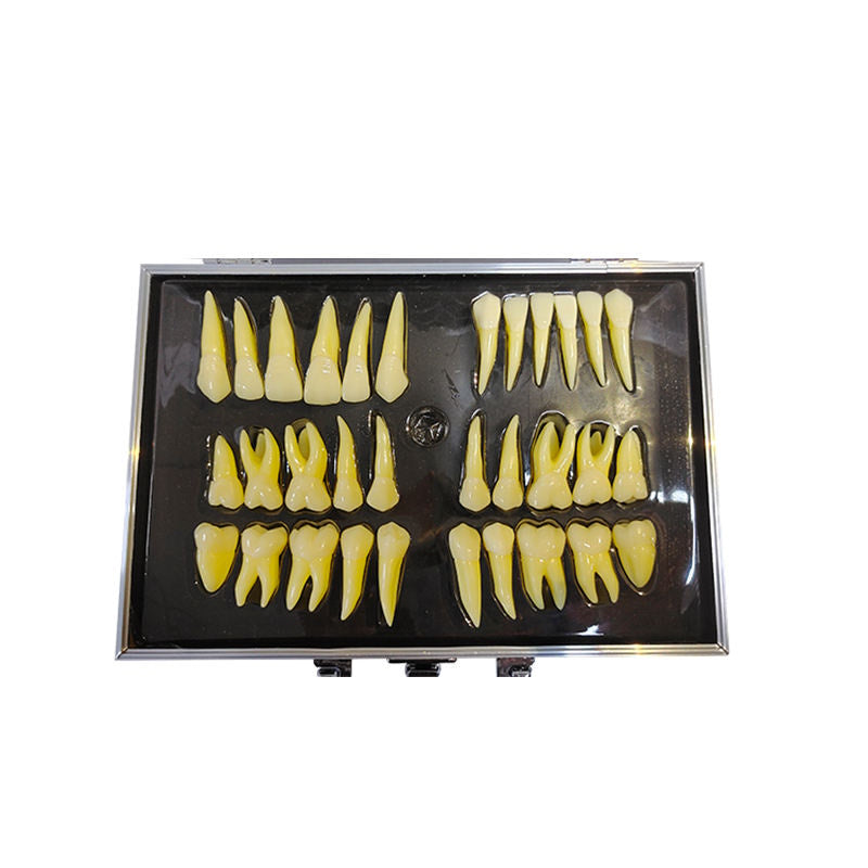 Anatomically Correct Mannequins 2 Colored 2.5 Actual Size Permanet Teeth with Natural Anatonical