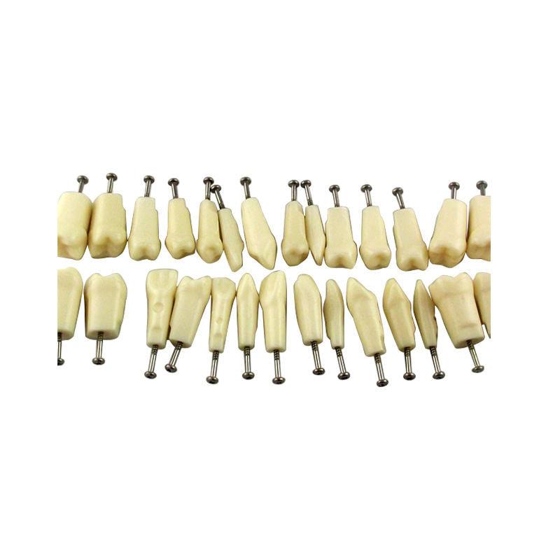 Hot Sale Permanent Straight Rooted Teeth Model with 28 Teeth with Metal Base
