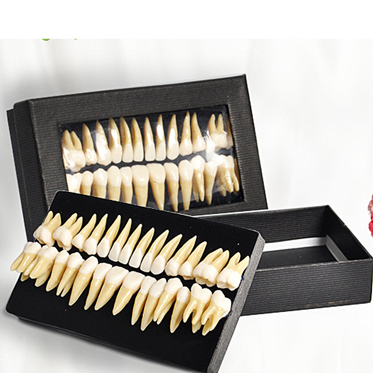 Double Color Primary Typodont Replacement Teeth Model for Student Practice