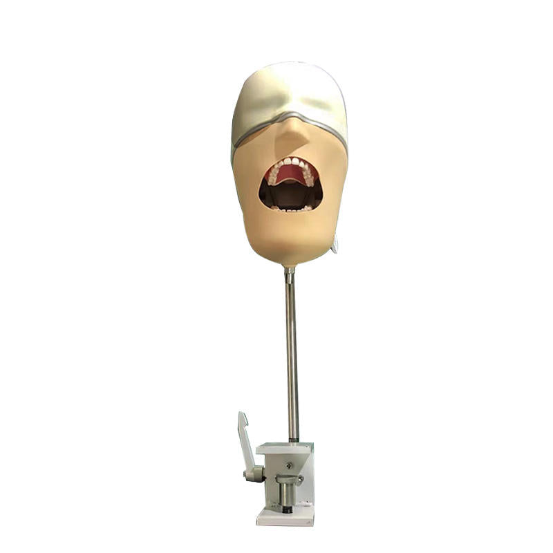 High Quality Dental Simulator Phantom Fits on Workench or Dental Chair