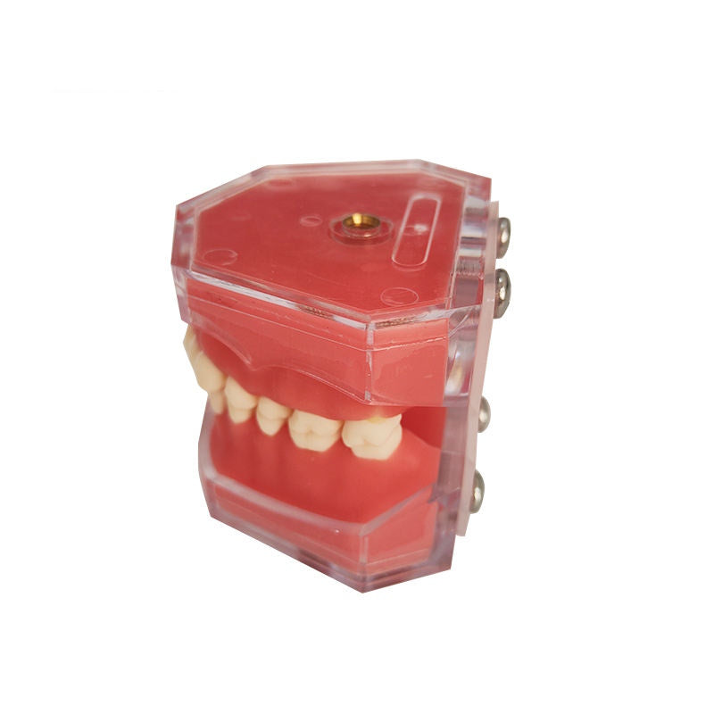 2025 Economical Standard Removable Teeth Model