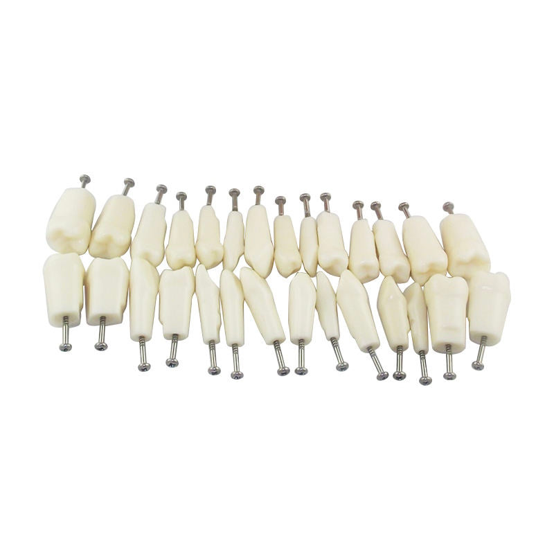 Hot Sale Permanent Straight Rooted Teeth Model with 28 Teeth with Metal Base