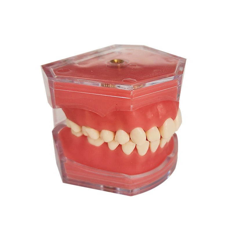 2025 Economical Standard Removable Teeth Model