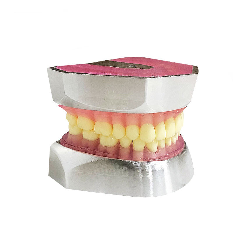 32pcs Teeth Resin Tooth Extraction Model