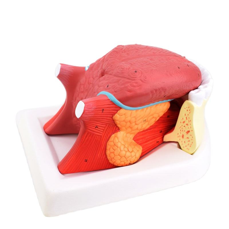 2.5Times Pink Plastic Tongue Model for Medical Teaching