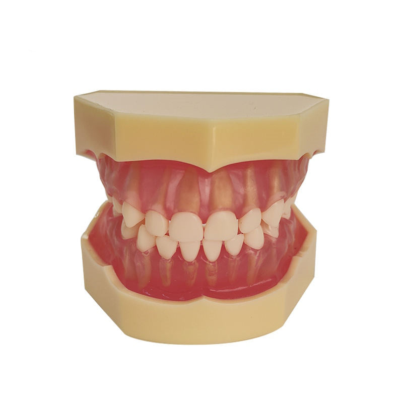 20 Removable Teeth Soft Gum Child Dentition Teeth Model