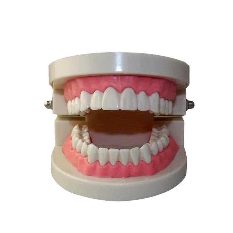 Dental Practice Teaching Dental Standard Teeth Brush Model