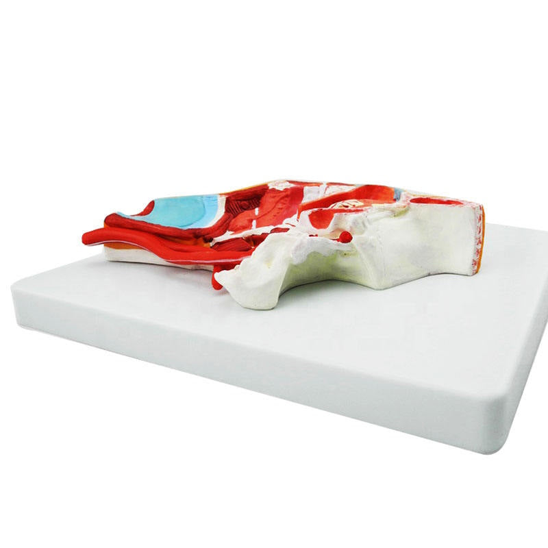 Medical Science Medical Human Head Section Anatomical Model