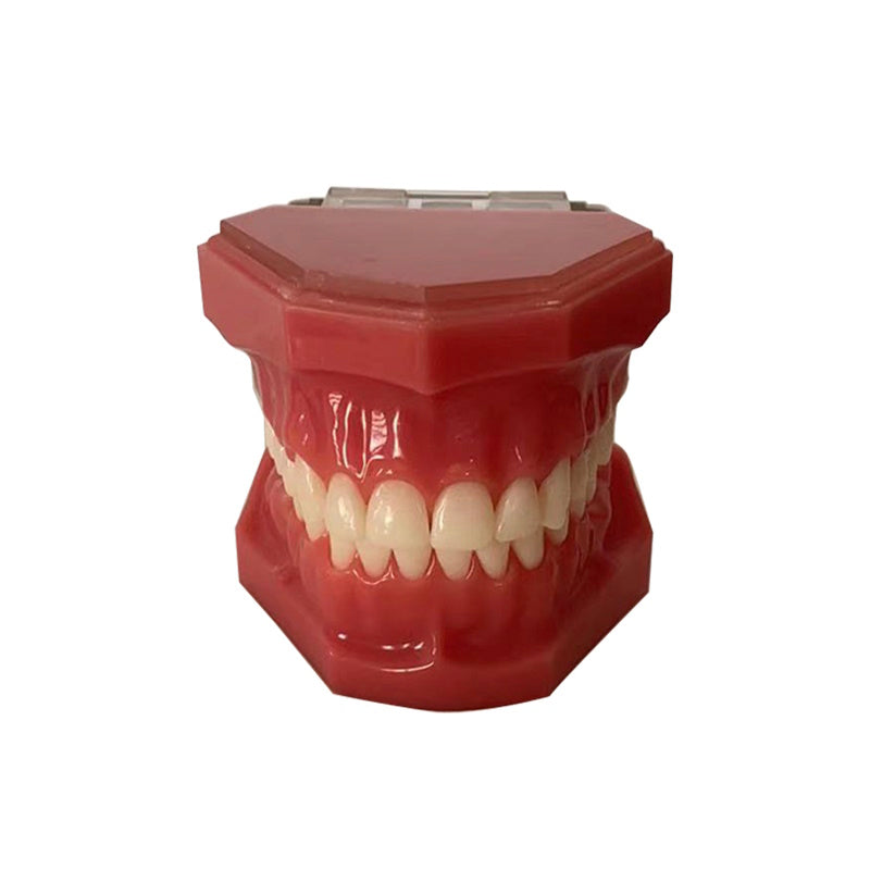 28 Teeth Hard Gum Resin Standard Demonstration Anatomical Natural Size Model wIth Full Hinge and Half Hinge