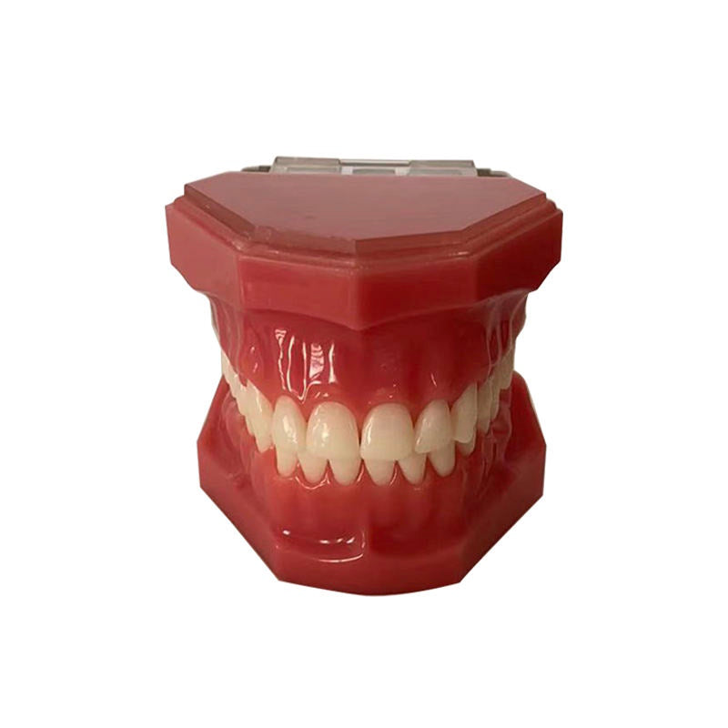 28 Teeth Hard Gum Resin Standard Demonstration Anatomical Natural Size Model wIth Full Hinge and Half Hinge
