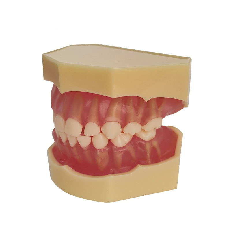 20 Removable Teeth Soft Gum Child Dentition Teeth Model