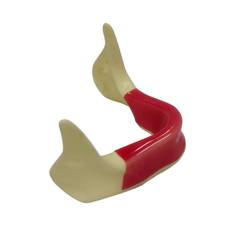 Dental Model Mandibular Jaw Model With Silicone for Dentist Practice