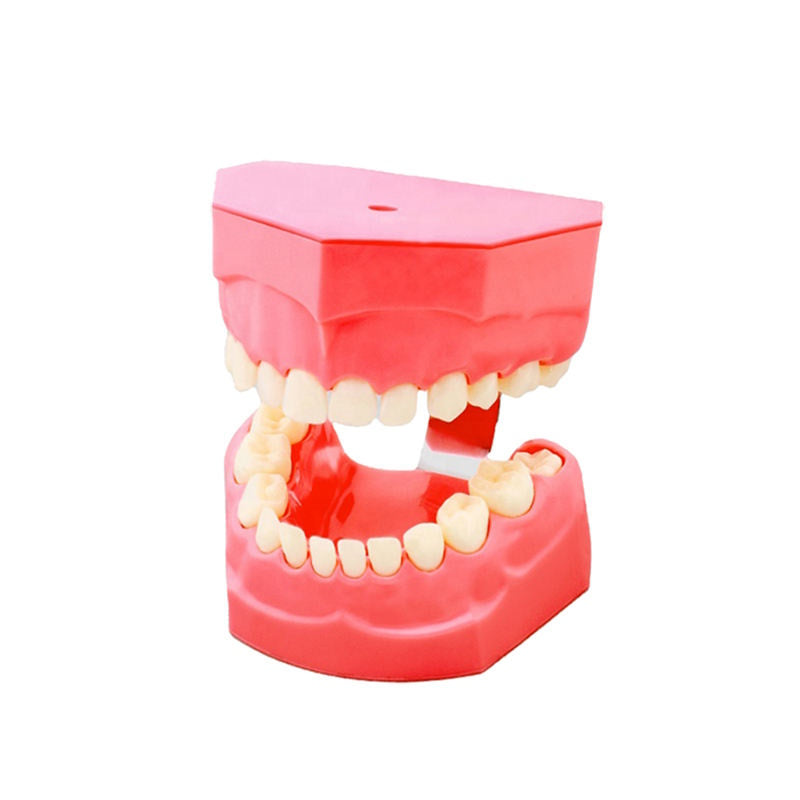 Child 24 Teeth Brushing Demonstration Model with Tooth Brush