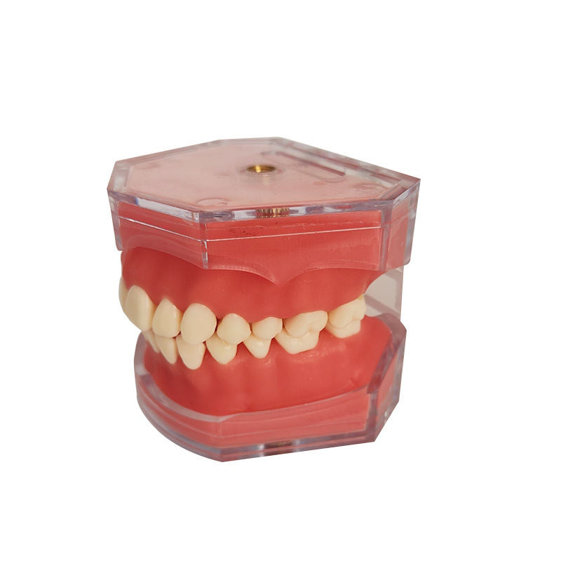 28 Pcs Teeth/set Dental Removable Teeth Model with Soft Gum
