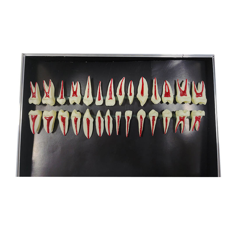 28pcs Two Times Adult Profile Dental Anatomical Models