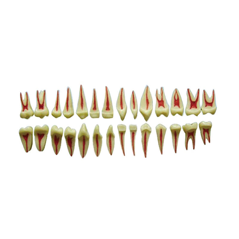 28 Teeth Isolated Tooth Model Dental Teeth Simple Root Teeth Model for Students Practice