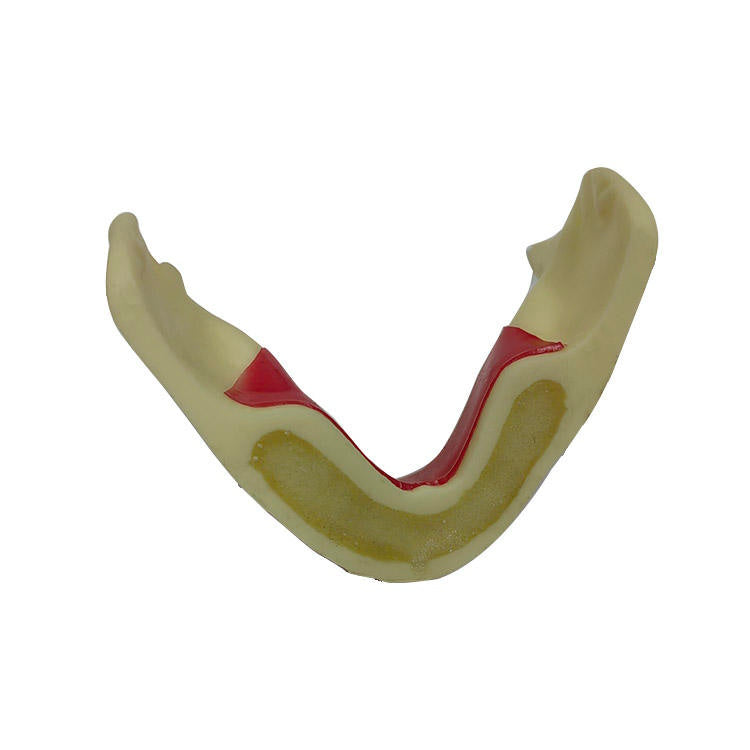 Dental Model Mandibular Jaw Model With Silicone for Dentist Practice