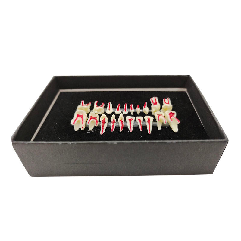 20pcs Two Times Pediatric Cross-Sectioned Loose Teeth Anatomical Model with Nerve Pulp Cavity