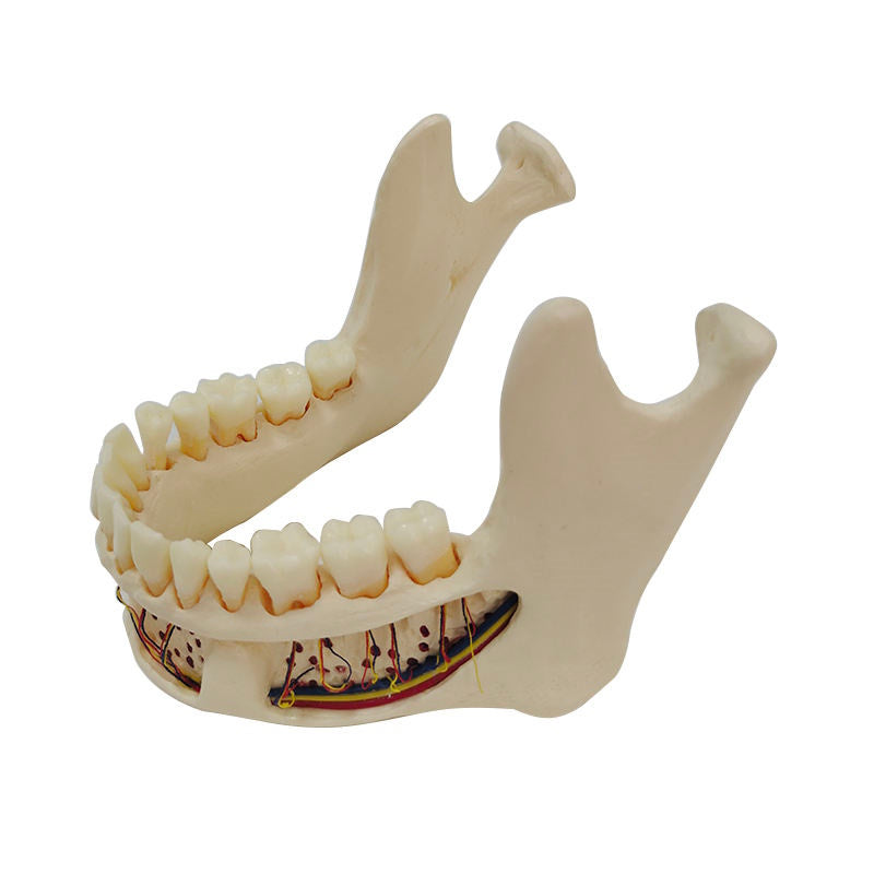 Educational Model Nature Size Mandible with Hinge Buccal Plate