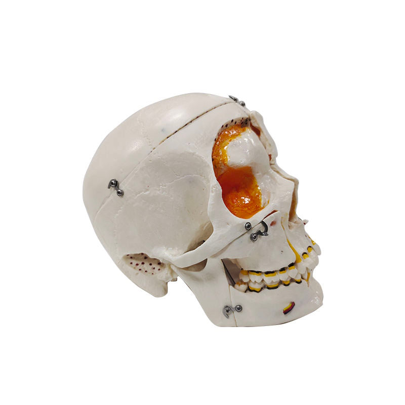 10 Parts Medical Anatomical Skull Teeth Model With Lock
