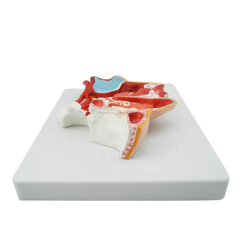 Medical Science Medical Human Head Section Anatomical Model