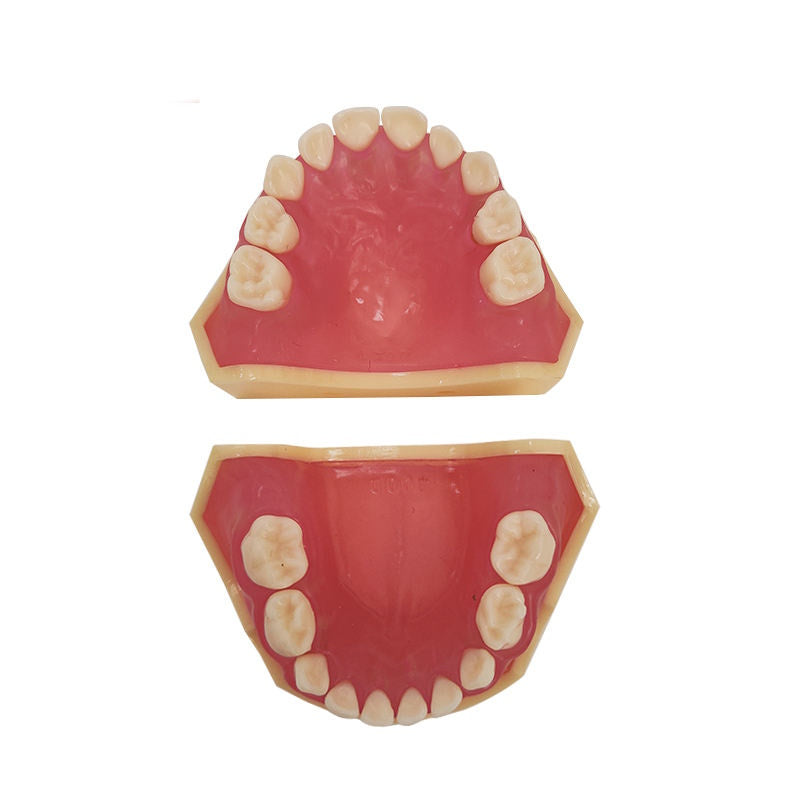 20 Removable Teeth Soft Gum Child Dentition Teeth Model
