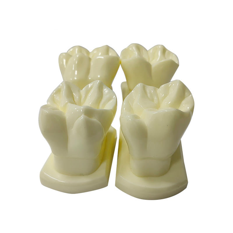 14pcs/set 6 Times Natural Size Teeth Form Model