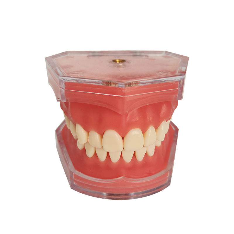2025 Economical Standard Removable Teeth Model