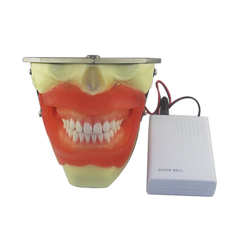Anesthesia Extraction Dental Practice Models Oral Anesthesia Manikin Head
