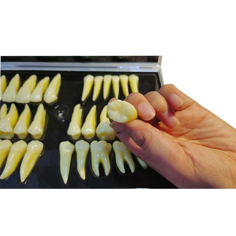 Anatomically Correct Mannequins 2 Colored 2.5 Actual Size Permanet Teeth with Natural Anatonical