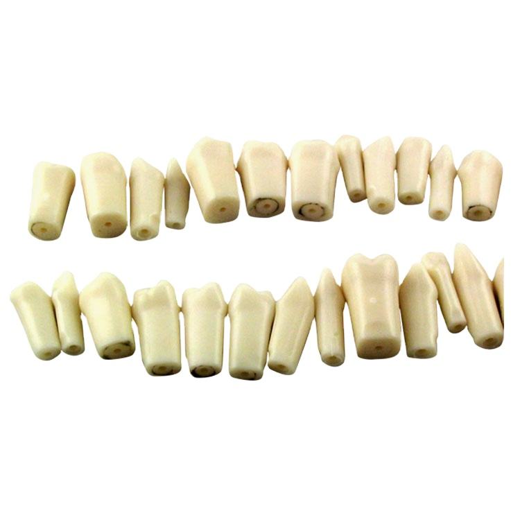 32 PCS 1: 1 Single Taproot Permanent Teeth Grain Tablets Simulation Teeth Model Tooth Cavity