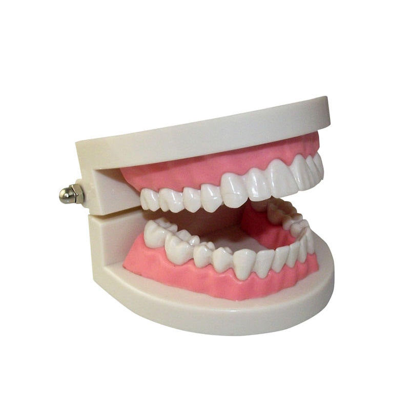 Dental Practice Teaching Dental Standard Teeth Brush Model