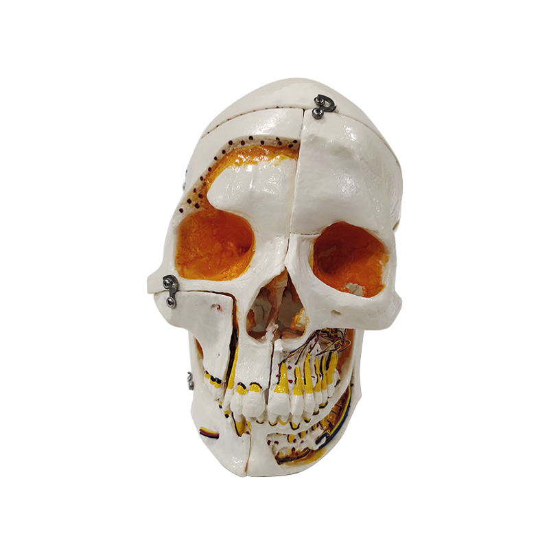 10 Parts Medical Anatomical Skull Teeth Model With Lock