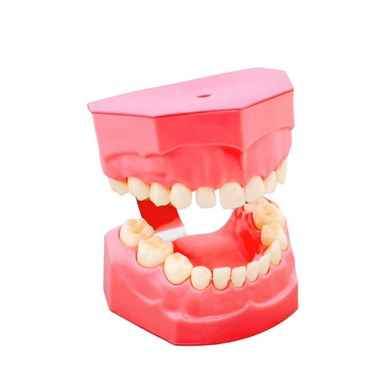 Child 24 Teeth Brushing Demonstration Model with Tooth Brush