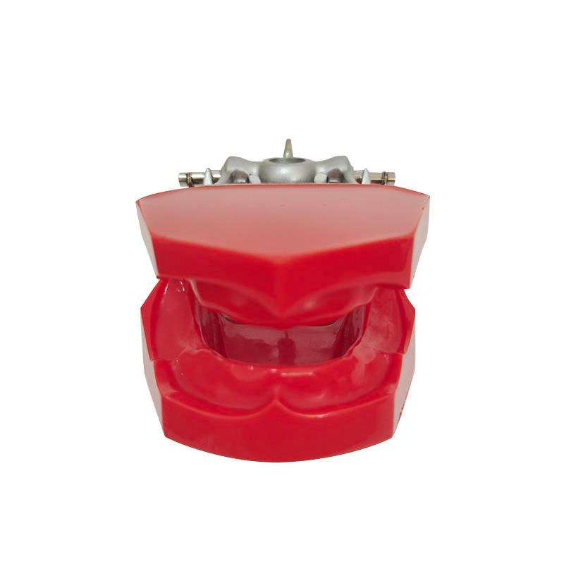 Dental Teeth Teaching Model Imported Resin Edentulous Jaw Model