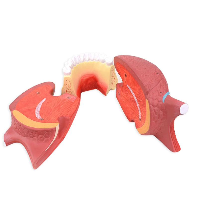 2.5Times Pink Plastic Tongue Model for Medical Teaching