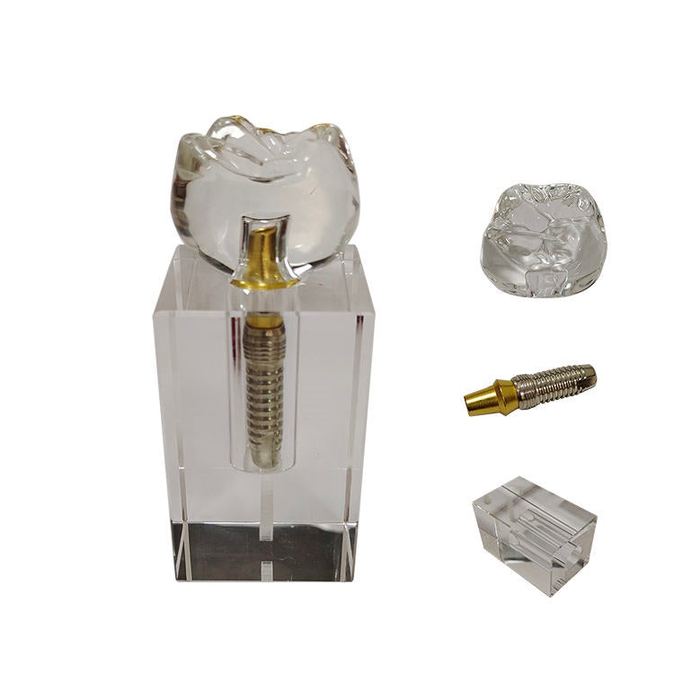 Dental Implant Basic Teaching Demonstration Model Dental Implant Training Model