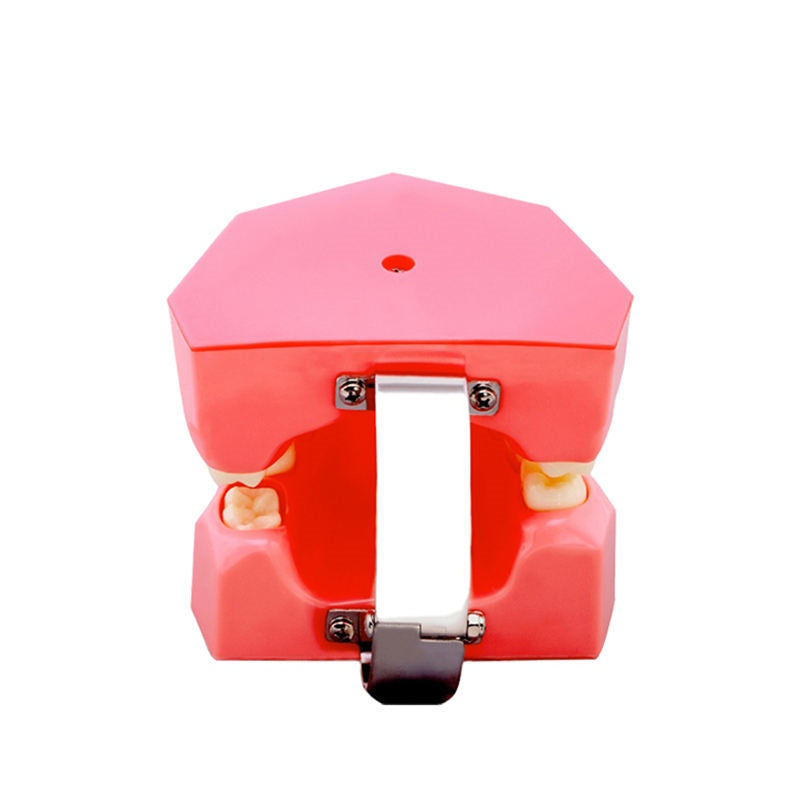 Child 24 Teeth Brushing Demonstration Model with Tooth Brush