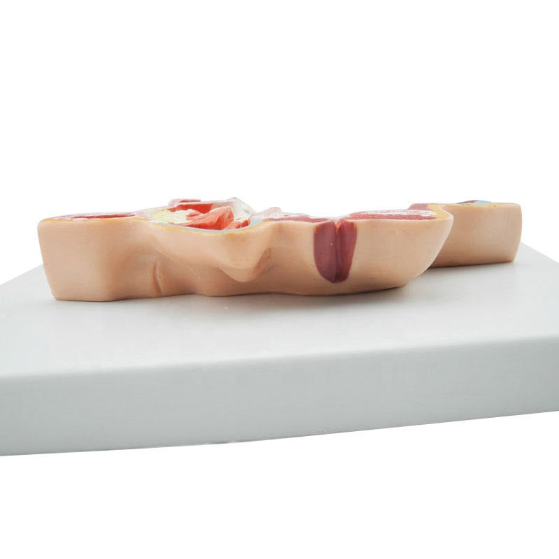 Medical Science Medical Human Head Section Anatomical Model