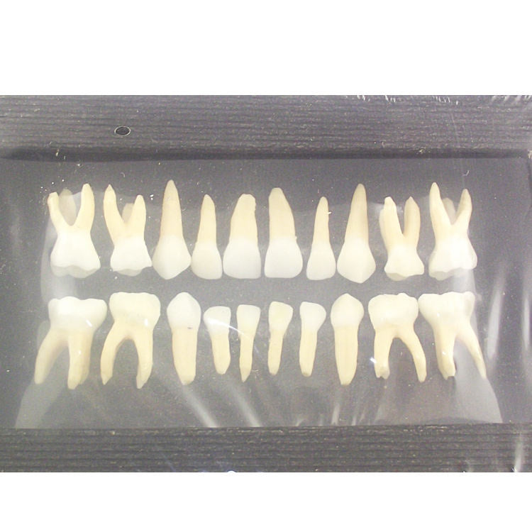 Double Color Primary Typodont Replacement Teeth Model for Student Practice