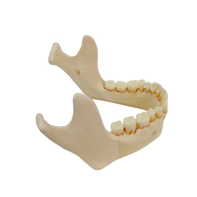 Educational Model Nature Size Mandible with Hinge Buccal Plate