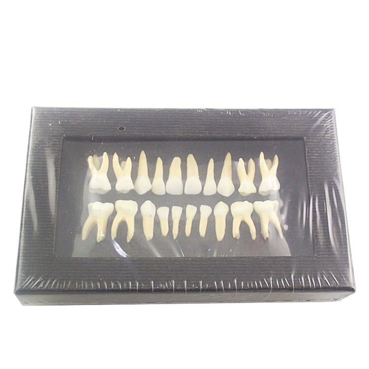 Double Color Primary Typodont Replacement Teeth Model for Student Practice