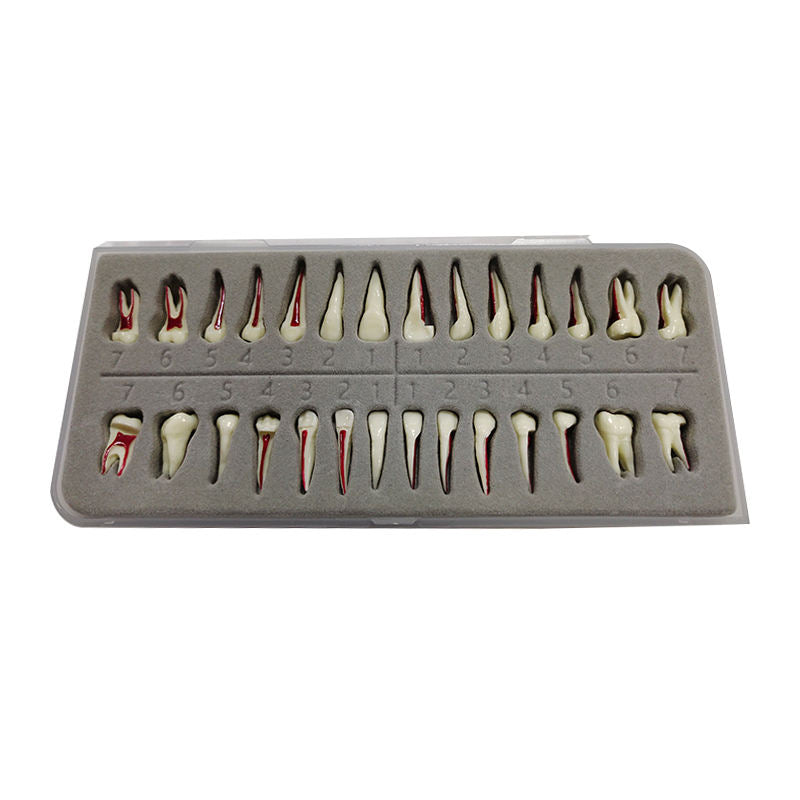 28 Teeth Isolated Tooth Model Dental Teeth Simple Root Teeth Model for Students Practice