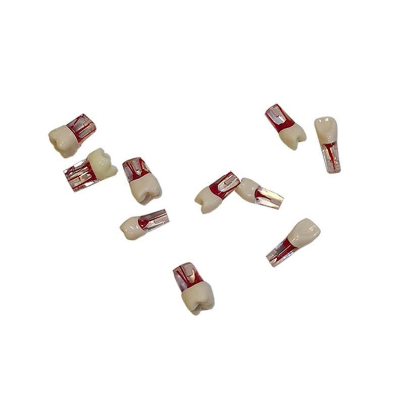 Replaceable Spare Tooth Model Accessories Dental Teaching Aids Replace Teeth for CL-L1