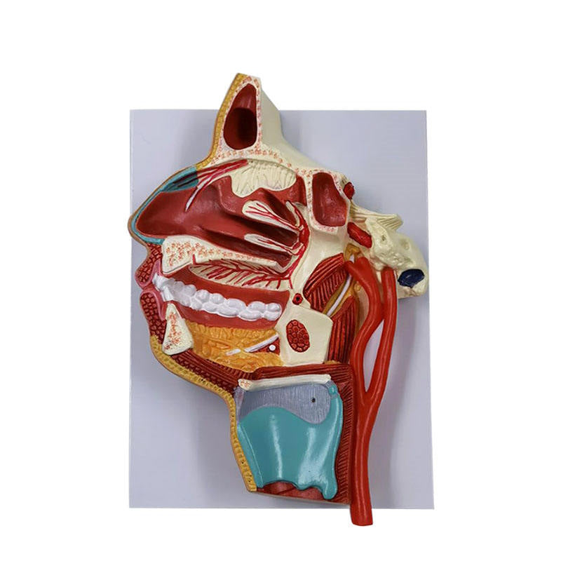 Medical Science Medical Human Head Section Anatomical Model