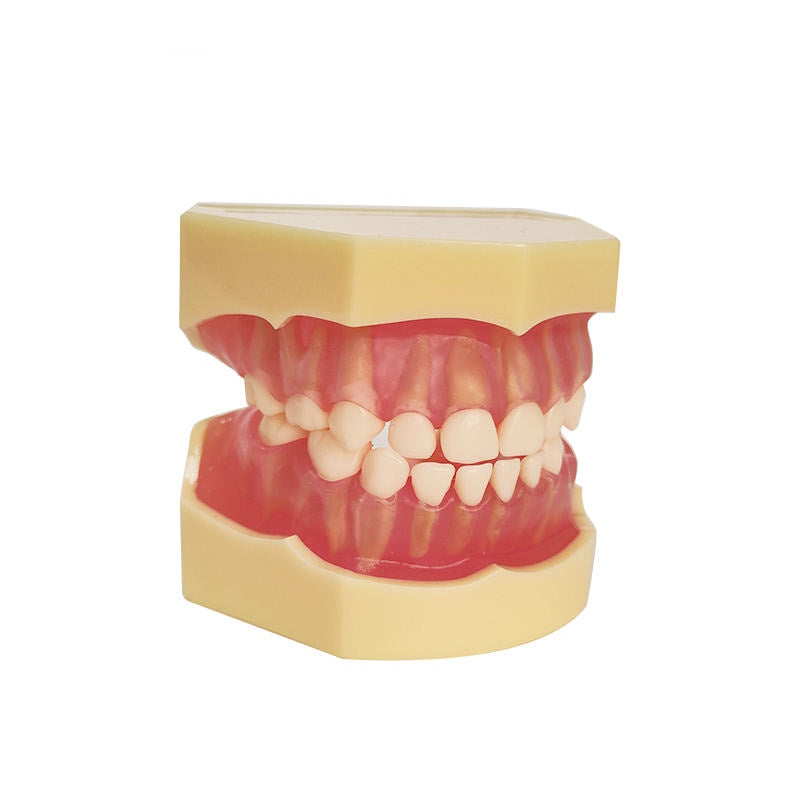 20 Removable Teeth Soft Gum Child Dentition Teeth Model
